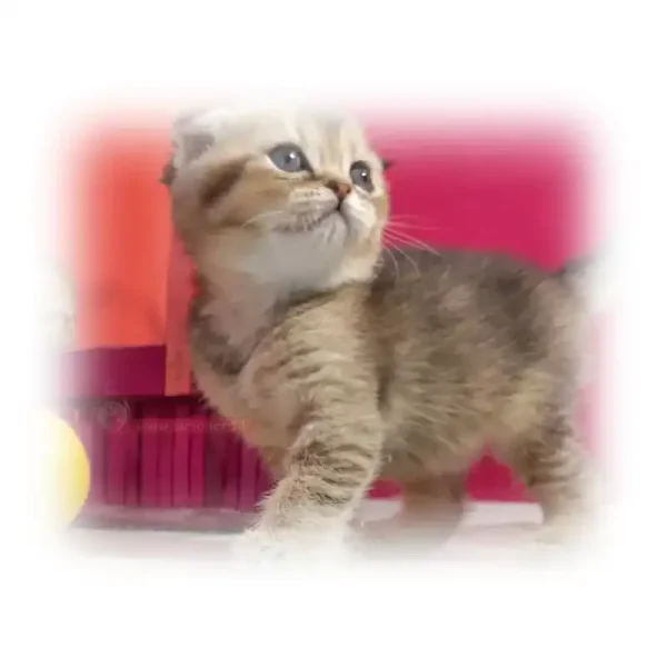 گربه اسکاتیش بلک گلد چشم خاکستری کد 1012