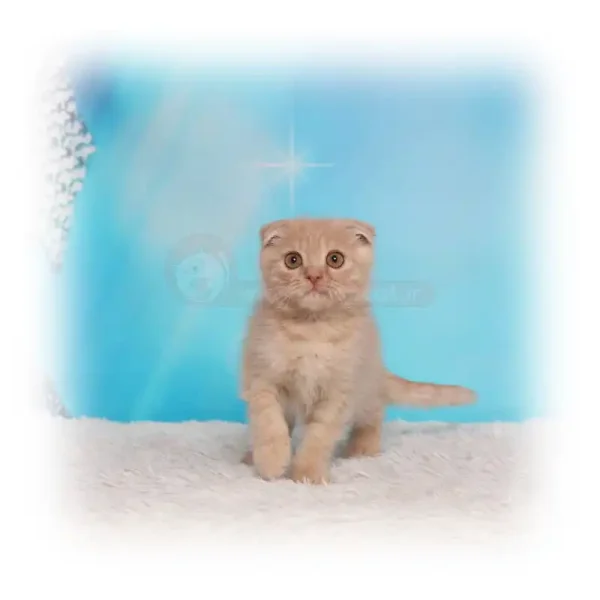 گربه اسکاتیش فولد نارنجی مو کوتاه کد 1009