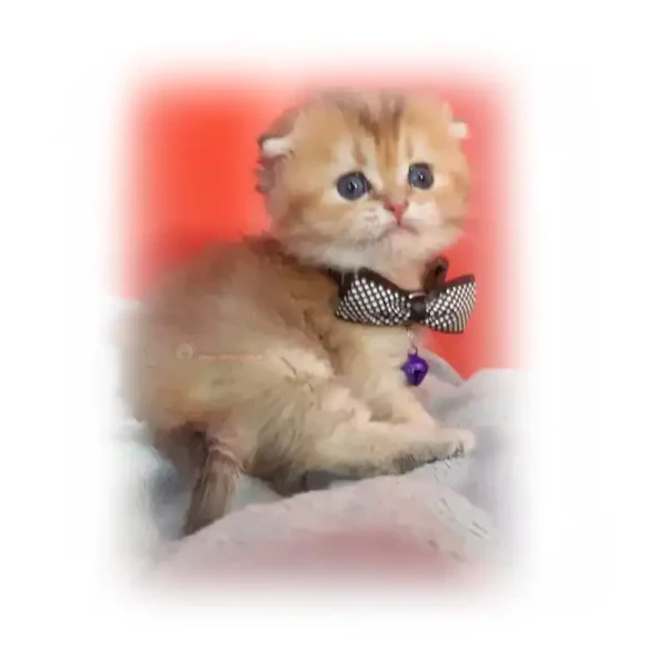 گربه اسکاتیش گلد مو کوتاه کد 1020