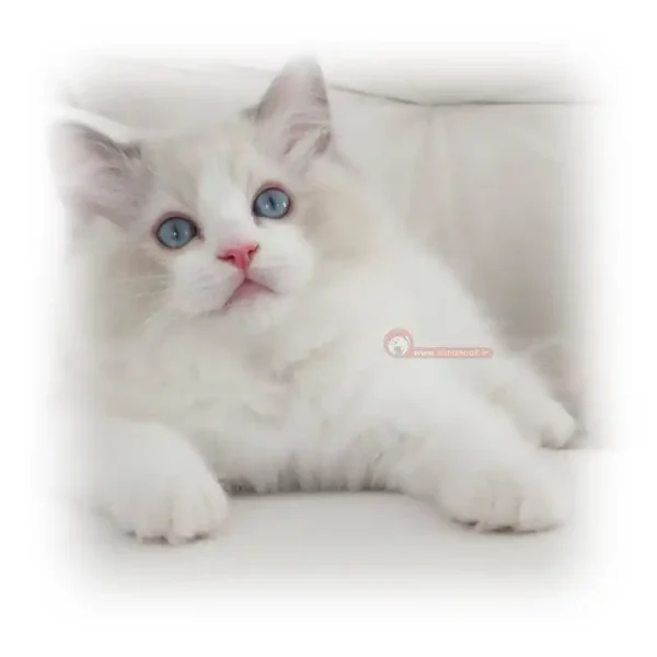 گربه رگدال سفید چشم آبی کد 1008