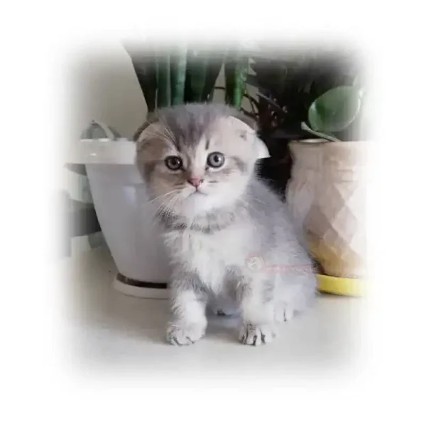 گربه اسکاتیش بلو گلد گوگولی کد 1028