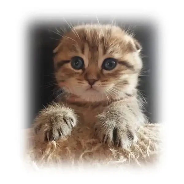 گربه اسکاتیش تبی بامزه کد 1043