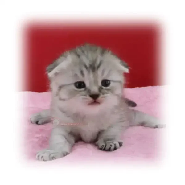 گربه اسکاتیش سیلور موکوتاه کد 1034
