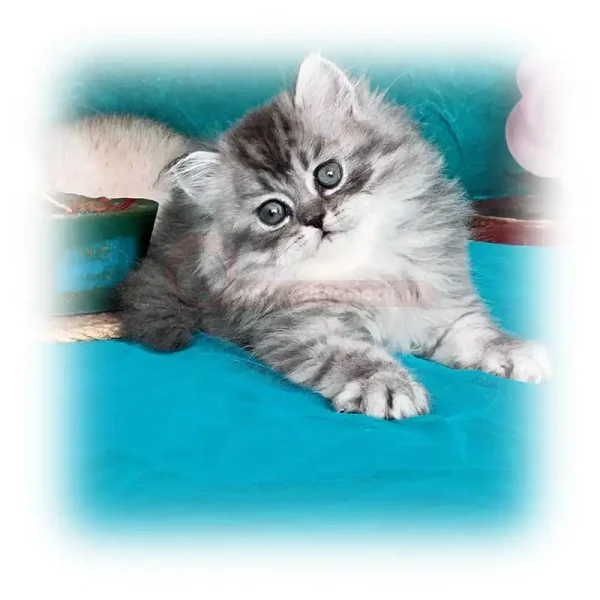 گربه خاکستری زیبا