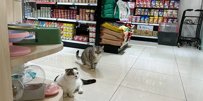 پت شاپ حیوانات خانگی