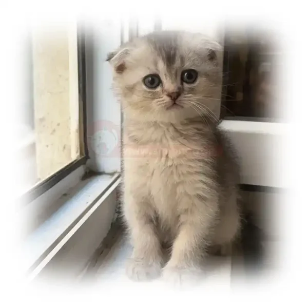 گربه اسکاتیش چشم درشت کد 1065