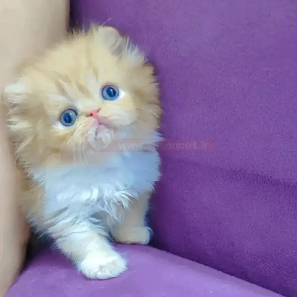 گربه دو رنگ بامزه