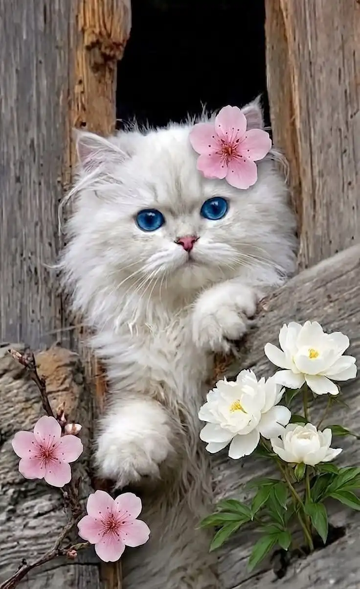 گربه سفید چشم آبی