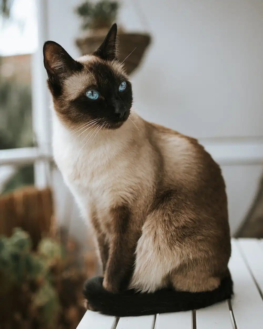 گربه چشم آبی زیبا