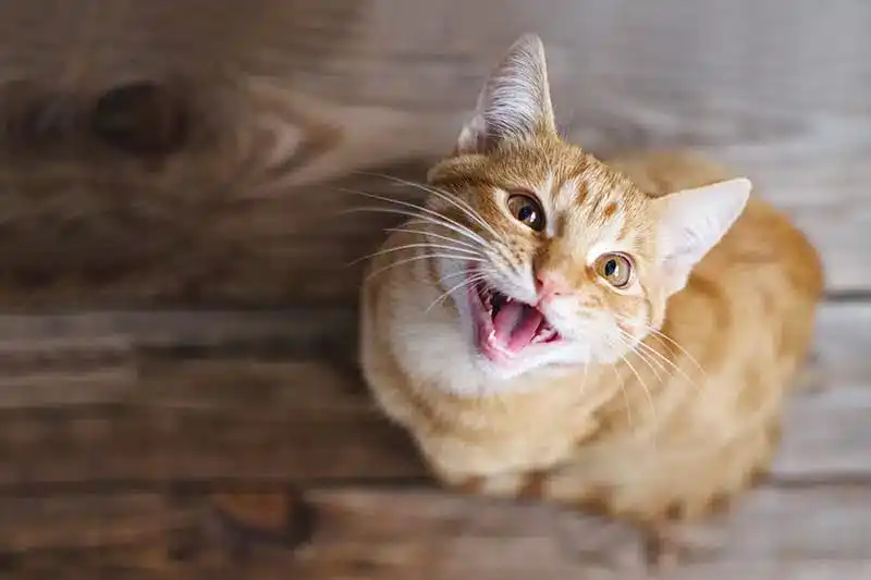 صدا برای جذب گربه نر