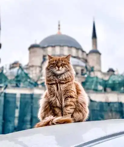موی گربه در اسلام