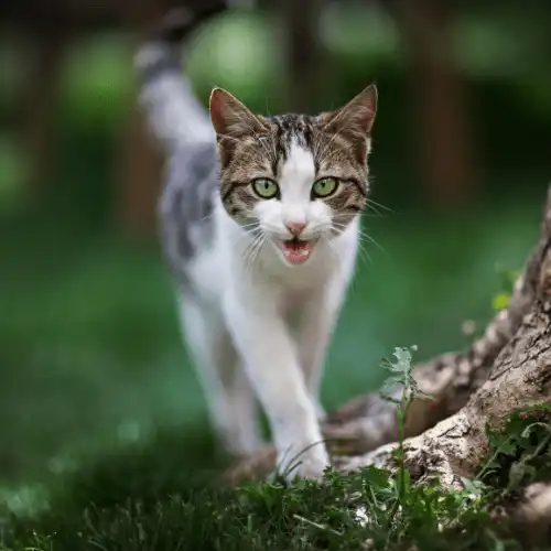 ناله گربه خیابانی