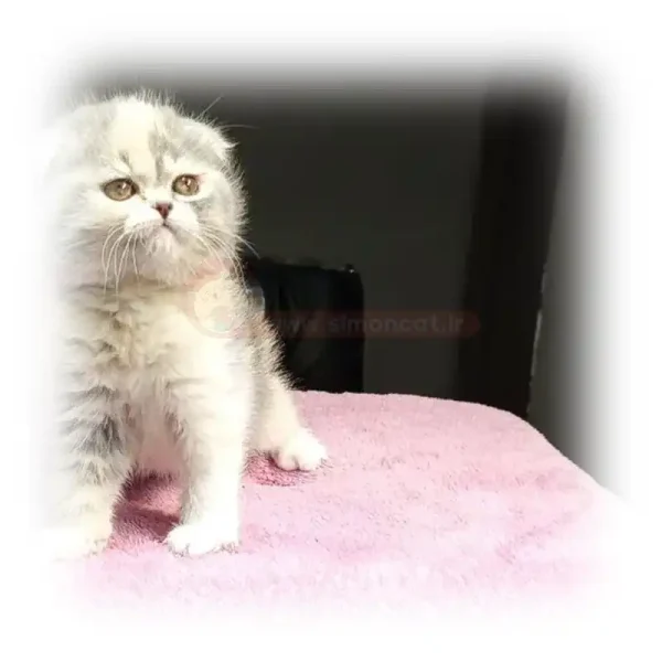 گربه اسکاتیش چشم عسلی کد 1071