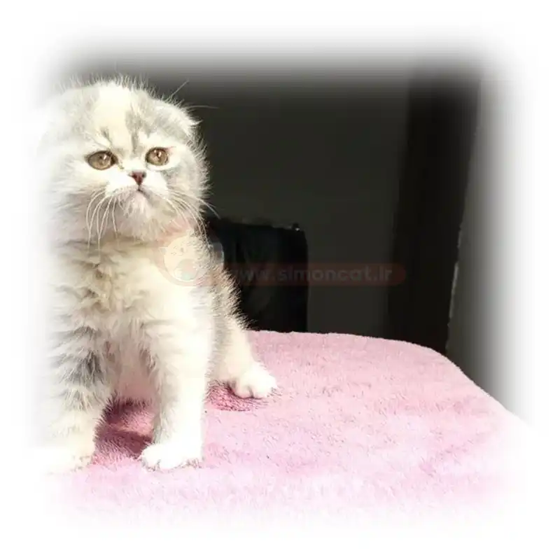 گربه اسکاتیش چشم عسلی کد 1071 گربه اسکاتیش چشم عسلی کد 1071
