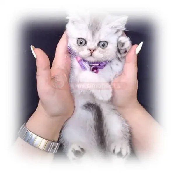 گربه بریتیش سیلور کد 1077