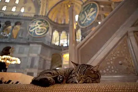 گربه در مسجد