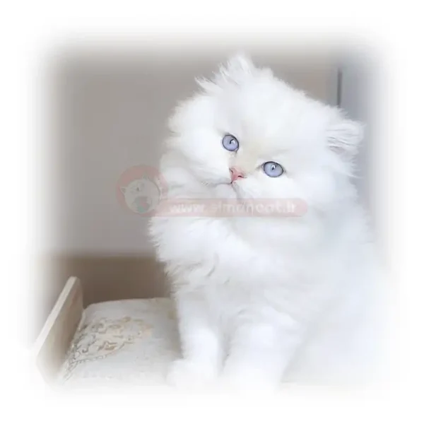 گربه پرشین سفید چشم آبی کد 1075